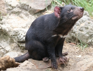 Tasmanian Devil 2